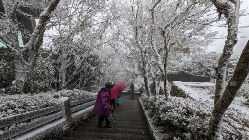 太平山國家森林遊樂區樹枝結滿霧淞,吸引遊客上山賞景。(農業部林業及自然保育署宜蘭分署提供)