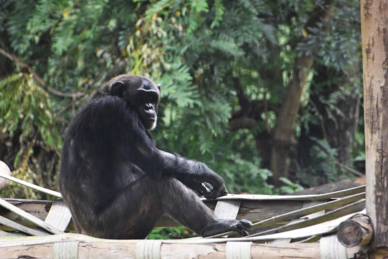 白鼻心誤入台北市立動物園黑猩猩展場，黑猩猩因害怕及保護家族而驅逐，導致白鼻心傷重無法救治。（示意圖／圖取自Unsplash圖庫）