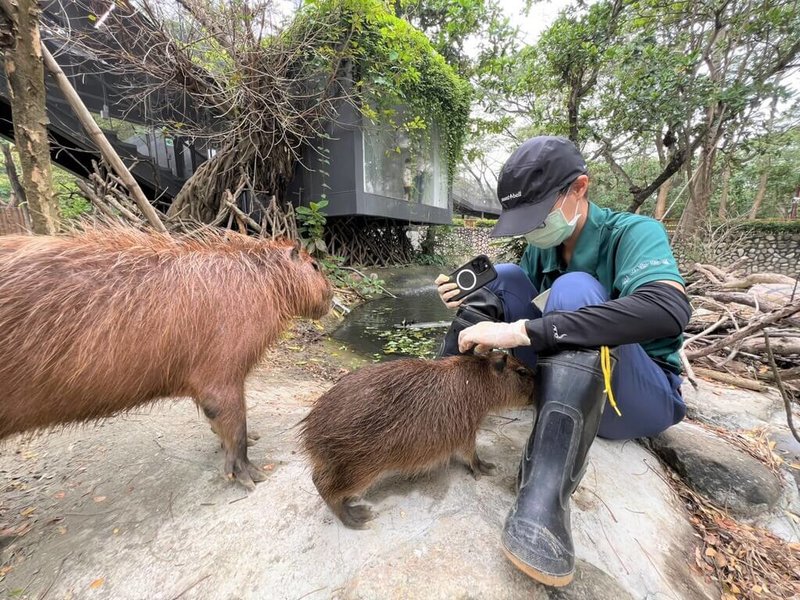 高雄市觀光局將提升壽山動物園保育員待遇，按所照顧動物危險性分級，調升為新台幣3000至5000元不等，自113年1月1日起生效。圖為透過親近訓練使新生水豚跟媽媽願意主動靠近保育員。（高雄市觀光局提供）中央社記者蔡孟妤傳真  112年12月27日