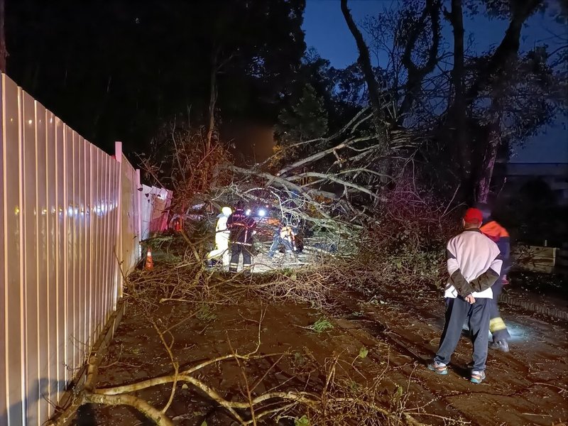 整建中的南投縣埔里鎮台灣地理中心碑園區一棵樹木29日清晨突然傾倒壓3人,所幸3名長輩獲救皆意識清楚、無生命危險。(日月潭國家風景區管理處提供)中央社記者蕭博陽南投縣傳真 112年12月29日