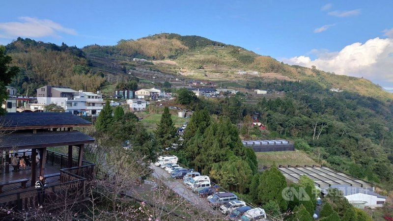 嘉義縣阿里山公路隙頂段近日櫻花綻放,吸引遊客駐足賞景,隙頂路段下方停車場停滿車輛。中央社記者蔡智明攝 113年1月1日