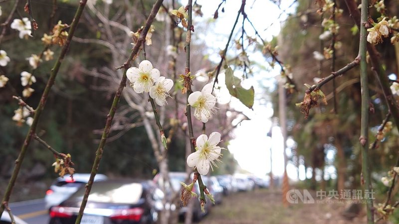 嘉義縣阿里山公路隙頂至十字路段沿途近日櫻花、梅花（圖）已綻放。中央社記者蔡智明攝  113年1月1日