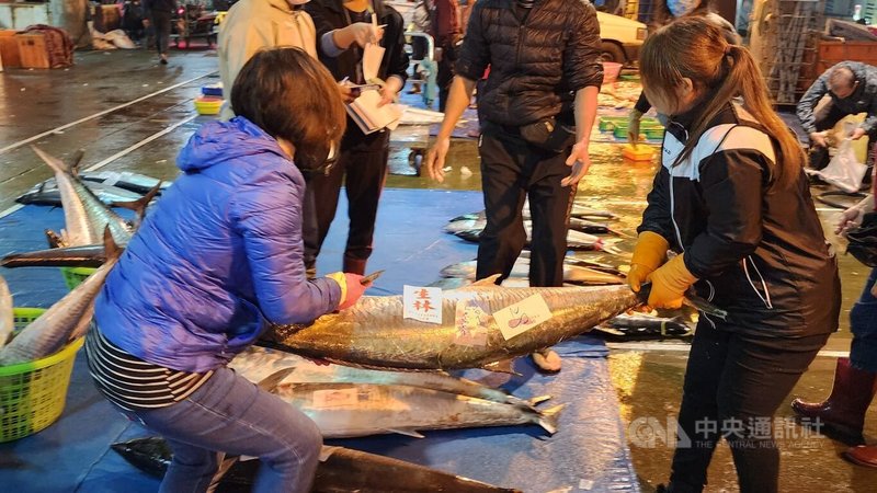 有澎湖漁民以竹筴魚當活餌成功釣到10尾超大土魠魚，每尾均重達20公斤以上，最大一尾更超過30公斤，得出動2人才能扛起，7日在馬公魚市場格外引人注目。中央社  113年1月7日