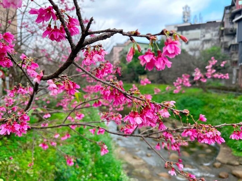 雖離農曆立春仍有段時日，但是春天腳步漸近，新北市坪林區大林里及汐止康誥坑溪等地首波櫻花綻放，為新北櫻花季揭開序幕。圖為汐止康誥坑溪畔櫻花。（景觀處提供）新北市記者王鴻國傳真  113年1月14日