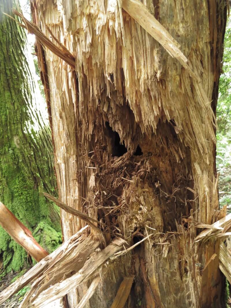 林業署揭示樹幹像被炸出大洞的照片，讓人了解台灣黑熊有多愛吃蜂蜜，因為八成就是牠大快朵頤樹洞內蜂窩後的傑作。（圖取自facebook.com/FANCA.Taiwan）