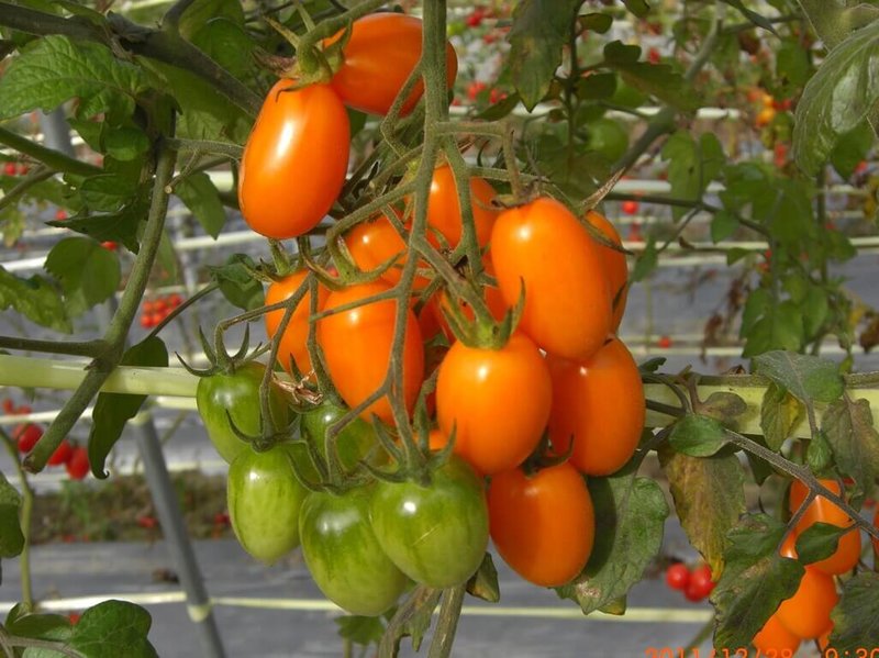 台南區農業改良場說明，小番茄正當季，酸甜多汁的口感，滋味層次分明；在健康風潮引領下，黃色、橙色番茄，也有一席之地。（台南區農改場提供）中央社記者楊淑閔傳真  113年1月16日
