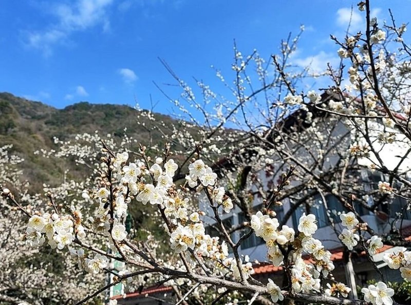 近期南投縣信義鄉山區早晚溫差大、溼氣重，梅子夢工廠、土場等地梅花綻放第2波，開得較第1波更漂亮，花期估10天內結束。（梅子夢工廠提供）中央社記者蕭博陽南投傳真  113年1月16日