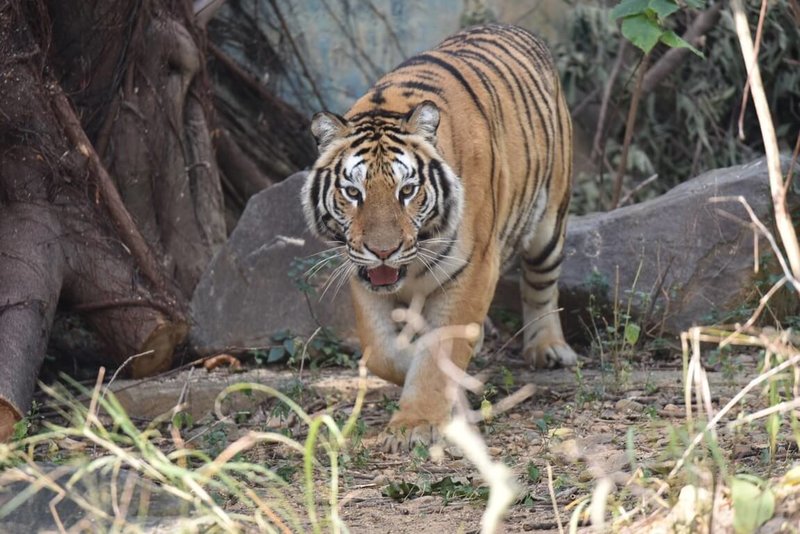 新竹市立動物園向六福村動物園借展孟加拉虎1隻，將於農曆年後邀小學生共同以投票方式為老虎取新名字。（新竹市動物園提供）中央社記者魯鋼駿傳真  113年1月16日
