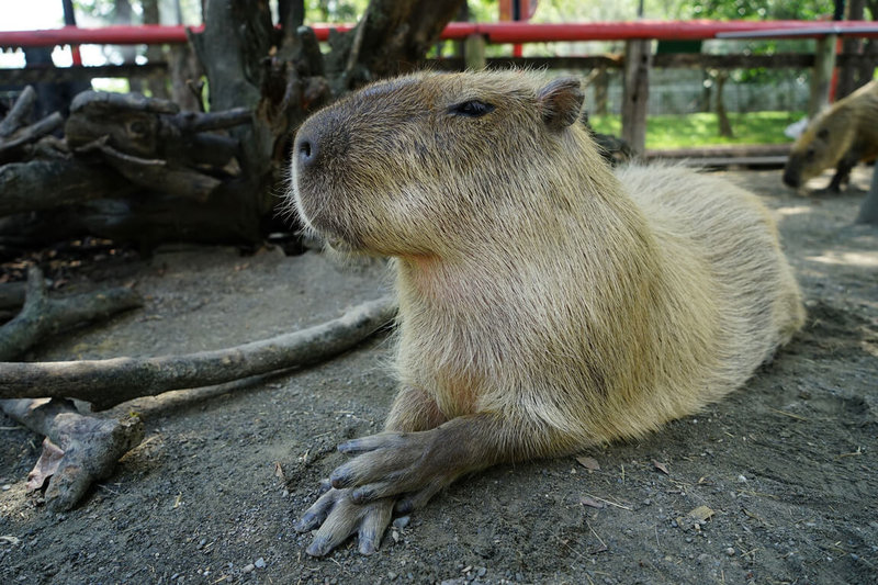 台南頑皮世界動物園表示,水豚是園區內的人氣動物,時常展現若有所思的模樣,也獲得「療癒王」稱號。(頑皮世界提供)中央社記者楊思瑞台南傳真 113年1月17日