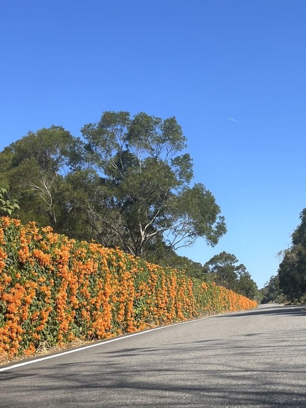 苗栗縣政府105年起於縣轄道路兩側駁坎、擋土牆種植炮仗花，期盼在花期串連出黃金廊道花海景觀，目前公館、頭屋、造橋、銅鑼到三義等鄉鎮都有賞花路段，開花率約5成，造訪的遊客可提前感受喜氣春節年味。（苗栗縣政府提供）中央社記者管瑞平傳真  113年1月18日