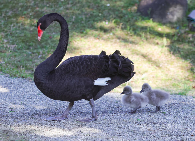台北賓館的黑天鵝家族14日迎來2隻新生的小黑天鵝，也是自民國103年2月黑天鵝家族產下小天鵝後，睽違10年再有小天鵝出生。中央社記者謝佳璋攝 113年1月19日