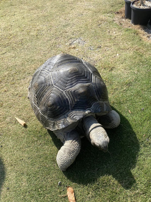 在彰化田尾鄉經營園藝業的余女，飼養1隻亞達伯拉象龜卻遭竊，她在臉書刊登「尋龜啟事」，喜愛動物的網友也扮演偵探幫忙尋龜，竊賊無法賣出，最後物歸原主。（民眾提供）中央社記者吳哲豪傳真 113年1月19日