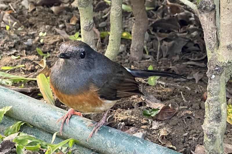 外來種鳥類白腰鵲鴝有「四大鳴禽」之一美稱，台南山上花園水道博物館工作人員近日發現1隻白腰鵲鴝現蹤，因模樣可愛且不怕人，得以近距離拍攝到畫面。（台南市文化局提供）中央社記者楊思瑞台南傳真 113年1月21日