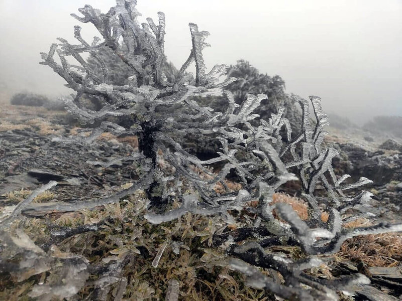 寒流來襲，嘉明湖山屋23日上午開始飄下零星雪花並夾雜冰霰，嘉明湖步道沿線的樹枝也結滿霧淞。（邱宏維提供）中央社記者盧太城台東傳真  113年1月23日