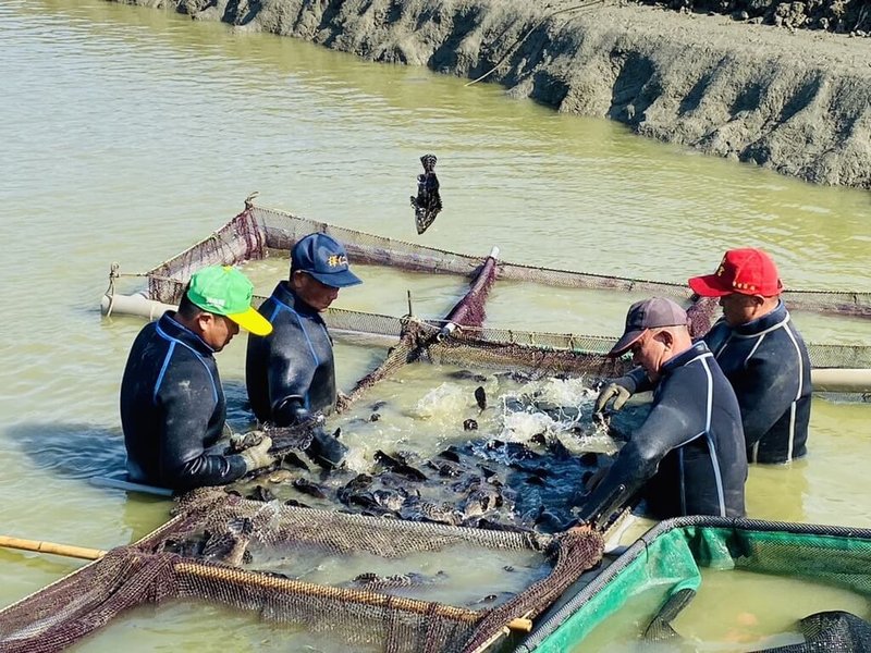 高雄市海洋局23日提醒漁民加強寒害防範措施，包括於魚塭北側搭蓋防風棚、加深水深，加強越冬溝保溫、防寒及加溫等設備。圖為漁民趕在寒流來襲前搶收石斑分散風險。（高雄市海洋局提供）中央社記者林巧璉傳真  113年1月23日