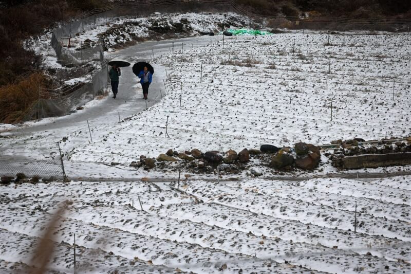 思源埡口山區降雪,將農地覆蓋上一層白霜。中央社記者王騰毅攝 113年1月23日