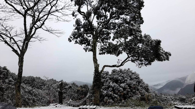 寒流發威，位於新北市烏來區的967高地23日清晨下雪，樹梢、地面被白雪覆蓋。（民眾提供）中央社記者高華謙傳真  113年1月23日