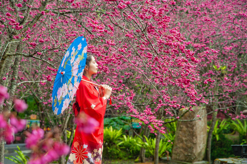 日月潭櫻花季2月1日展開，潭區賞櫻景點包含國立暨南國際大學、九族文化村等。圖為九族文化村2023年花況。（九族文化村提供）中央社記者蕭博陽南投縣傳真  113年1月25日