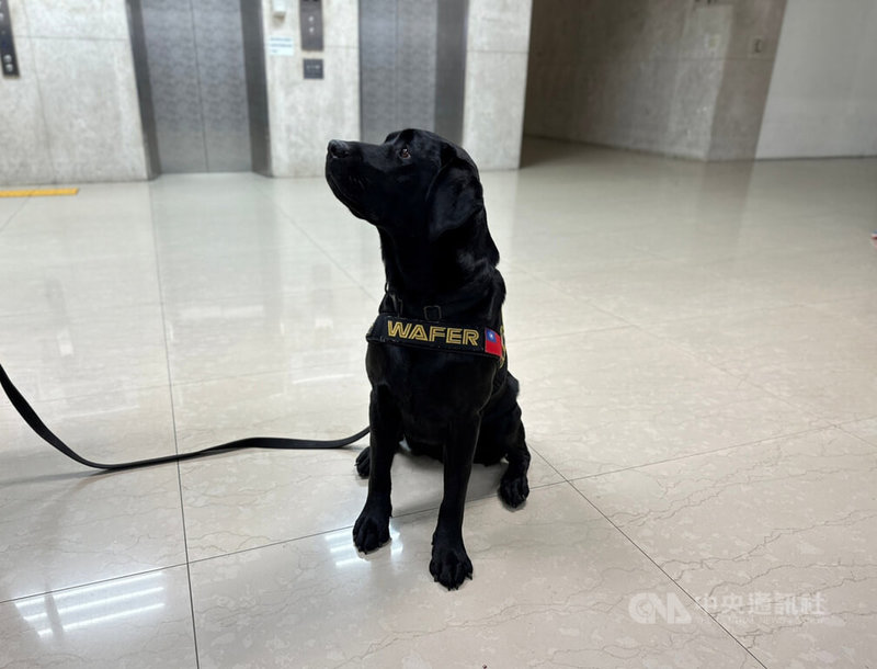 台灣首隻電子產品偵測犬Wafer（晶圓）26日亮相，是2歲黑色拉布拉多公狗，民國112年8月抵達台灣後，已協助3件重大刑案。中央社記者劉建邦攝 113年1月26日