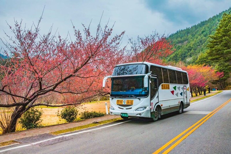 武陵農場113年度櫻花季將於2月8日起登場，台中市交通局表示，每年櫻花季都吸引眾多人潮，推薦民眾可多利用大眾運輸前往賞櫻。（台中市政府提供）中央社記者趙麗妍傳真  113年1月27日