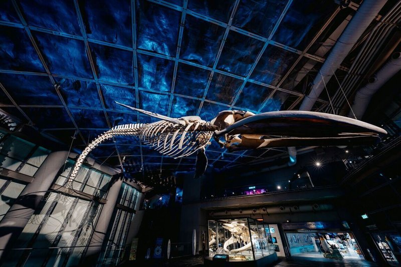 屏東海生館全新常設展「巨鯨之路」，展出巨大藍鯨骨骼標本，盼推廣海洋環境教育及生態保育觀念。（屏東海生館提供）中央社記者余曉涵傳真  113年1月28日