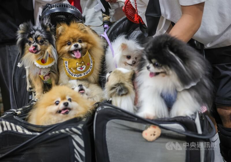 圖為台北市民眾用推車帶狗逛寵物展。（中央社檔案照片）