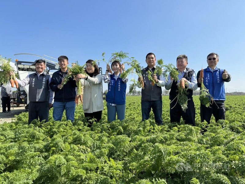 雲林縣東勢鄉胡蘿蔔耕種面積居全台3大產區之冠，VDS活力東勢31日舉行國際台灣胡蘿蔔日宣傳記者會指出，3月2日開放1公頃農田提供萬人採摘，2月5日重新開放報名，歡迎有興趣民眾一同參與。 中央社記者姜宜菁攝  113年1月31日