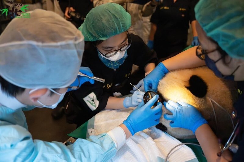 台北市立動物園2日為大貓熊「圓寶」安排全身麻醉健康檢查，發現「圓寶」牙齒需做好日常保健，另經內視鏡發現「圓寶」有輕微食道潰瘍情形，短期內得靠藥物控制。（台北市立動物園提供）中央社記者陳昱婷傳真 113年2月2日