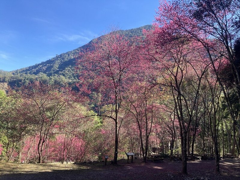 受到前幾波寒流影響，近日天氣暖和後，八仙山國家森林遊樂區內的山櫻花已紛紛綻放。（林業及自然保育署台中分署提供）中央社記者郝雪卿傳真  113年2月3日