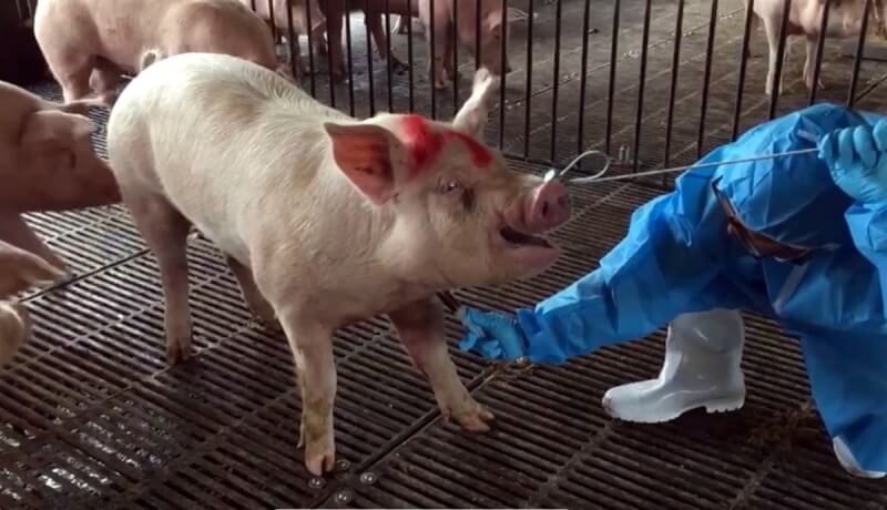 台糖梅花肉片檢出禁用瘦肉精西布特羅數值超標，台糖南靖畜殖場採驗豬隻血清等，檢驗結果合格；嘉義縣家畜所針對台糖其他2處豬場完成採樣工作，並由防檢署人員送往檢驗中，結果最快5日出爐。（林珮如提供）中央社記者黃國芳傳真 113年2月4日