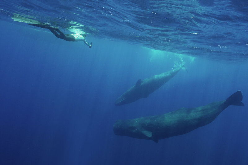中山大學與校友、知洋科技公司總經理湛翔智共同發表「鯨聲鯨視必修課」，中山大學指出，這是第一本完整介紹台灣鯨豚生態調查與水下噪音監測評估工具書，可補足台灣近10年來，進行環境影響評估時對水下噪音防治不足處。圖為水下所拍攝的抹香鯨。（簡毓群提供）中央社記者林巧璉傳真  113年2月5日