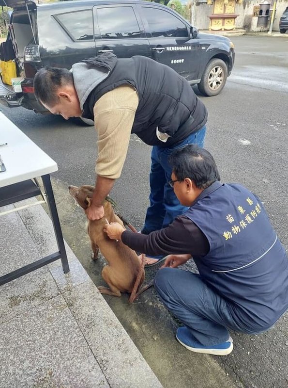 苗栗縣大湖及泰安鄉1月間分別發現有死亡鼬獾驗出狂犬病，動物保護防疫所5日表示，縣內累計案例仍侷限山區野生鼬獾，將再加強巡迴設站，為高風險地區民眾所飼養犬貓施打狂犬病疫苗，以防範疫情擴及犬貓。（苗栗縣政府提供）中央社記者管瑞平傳真  113年2月5日