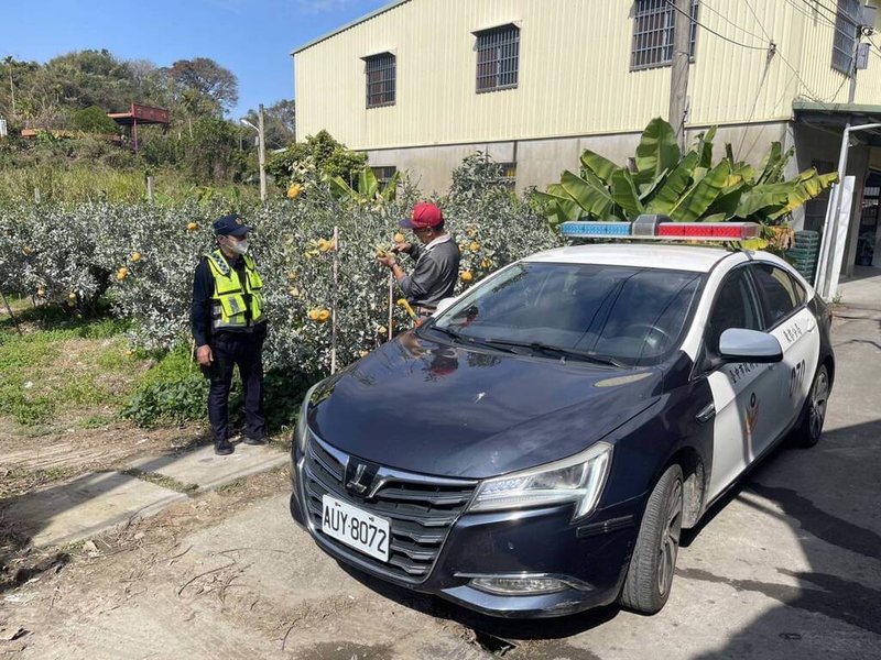 春節將至，也是台中市東勢區茂谷柑產季，東勢警分局啟動護「柑」專案，加強園區相關防竊措施，守護果農心血。（警方提供）中央社記者趙麗妍傳真  113年2月6日