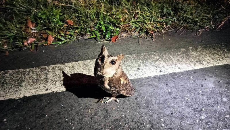 台東縣關山警察分局鹿野分駐所5日晚間獲報指路邊有隻鳥類疑似受傷，員警到場後認出是保育類領角鴞，立即通報縣府農業處並詢問處置方式。（關山警分局提供）中央社記者張祈傳真 113年2月6日