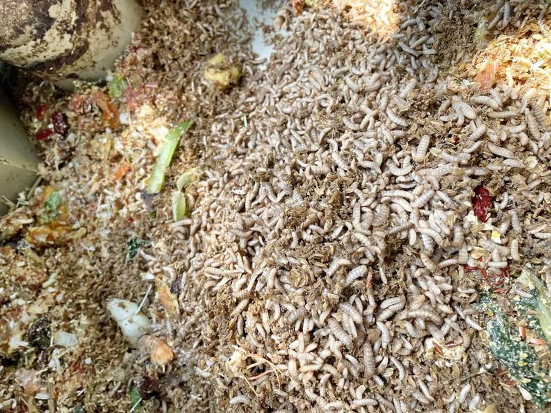 新北市環保局7日表示,新北設置黑水虻養殖廠處理廚餘,黑水虻幼蟲(圖)專門吃廚餘的特性,不但效率高,且成長的幼蟲也是家禽與魚的優良蛋白質,有循環經濟效益,也符合淨零排放趨勢。(新北市環保局提供)中央社記者黃旭昇新北傳真 113年2月7日