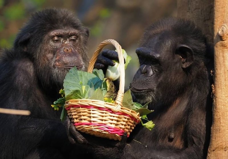 迎接農曆春節，高雄壽山動物園為動物們準備豐盛的年節大餐，讓動物們享用。（高雄市觀光局提供）中央社記者蔡孟妤傳真 113年2月7日