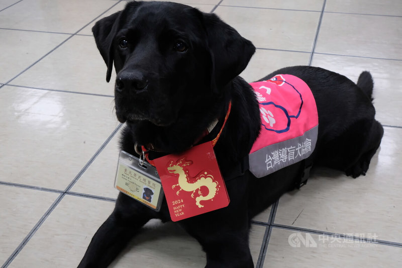 台北榮民總醫院駐點安寧團隊輔助治療犬「歐巴」過年前都會戴起紅包項圈，串起大家對牠的祝福，今年寄養媽媽、安寧病房護理師劉曉菁同樣把總統府的1元小紅包做成項鍊，戴在歐巴脖子上，模樣格外可愛。中央社記者曾以寧攝 113年2月7日