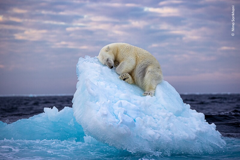 英國攝影師拍下一隻北極熊窩在浮冰上酣睡，獲野生動物攝影師大賽最佳人氣獎。（圖取自facebook.com/WildlifePhotographerOfTheYear）