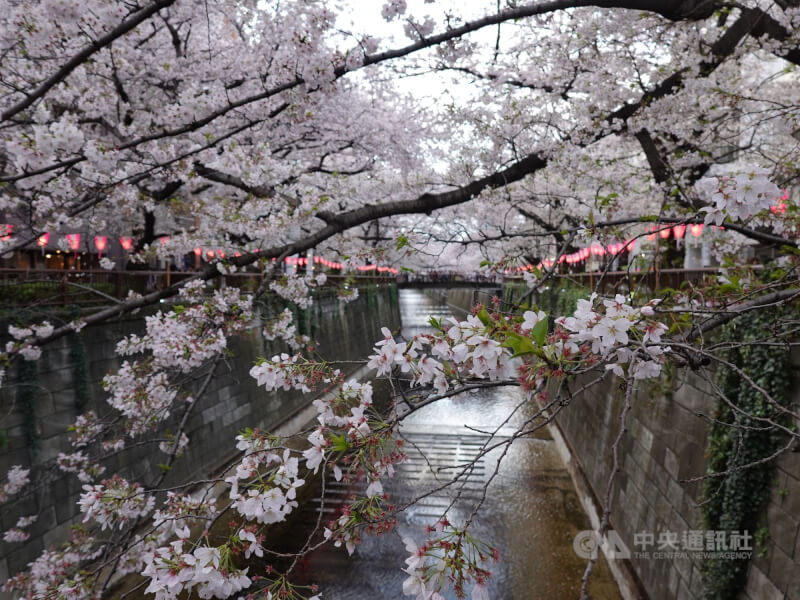 圖為去年東京目黑川櫻花隧道。（中央社檔案照片）