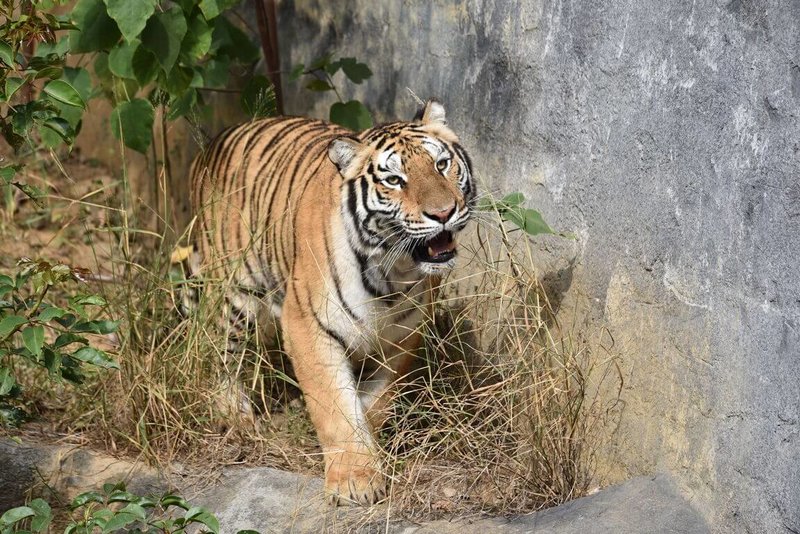 有80多年歷史的新竹市立動物園是目前台灣原址現存最老動物園,春節連假期間除了除夕休園外,初一至初五皆正常開園,歡迎民眾前往走春。圖為孟加拉虎。(新竹動物園提供)中央社記者魯鋼駿傳真 113年2月9日