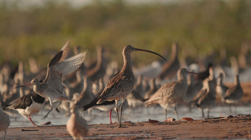 生態紀錄片「勇闖天際線」耗時4年關注水鳥，大型水鳥黦鷸也是被拍攝的主角之一，澳洲導演伍德（Randall Wood）表示，體型不大的水鳥從南半球遠征萬里到北半球頂點繁殖再南返，最長能不吃、不喝、不落地飛行長達11天，然而牠們卻面臨嚴重生存危機。（公視提供）中央社記者葉冠吟傳真 113年2月9日