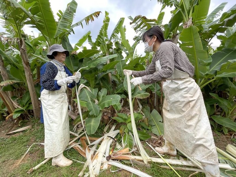 夢幻織品沖繩芭蕉布很天然穿在身上如良藥| 國際| 中央社CNA