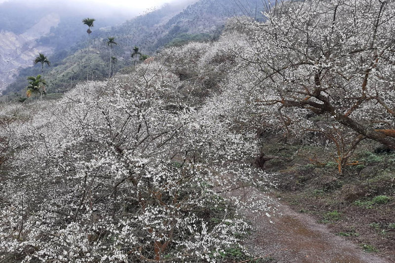 台南市梅嶺風景區每到梅花盛開時有美景可賞，其中185公頃土地解編後劃入果樹專區，未來梅樹栽植面積可望增加，景色將更壯觀。（許鴻文提供）中央社記者楊思瑞台南傳真  113年2月12日