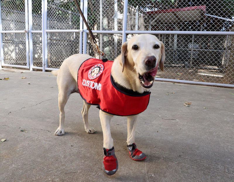 在機場海關執勤的緝毒犬通常會挑選拉布拉多犬種,嚴格訓練可激發拉布拉多愛玩的天性,努力去嗅出藏匿的毒品。(桃機提供)中央社記者汪淑芬傳真 113年2月12日