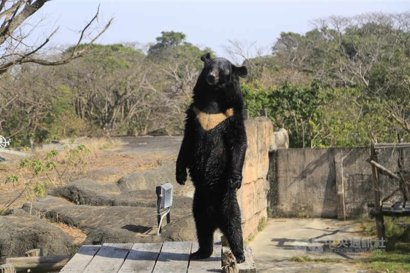 台灣黑熊波比是壽山動物園的人氣明星，先前就曾一「站」成名。圖為波比2016年在園區內站得直挺挺。（中央社檔案照片）