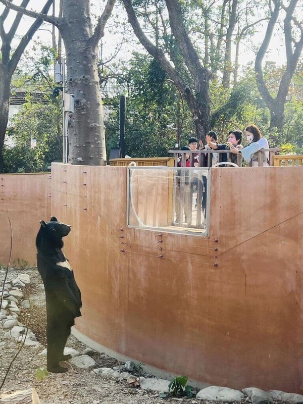 高雄壽山動物園的明星動物台灣黑熊「波比」，12日下午站起來與遊客對望，模樣逗趣。（壽山動物園提供）中央社記者蔡孟妤傳真 113年2月13日