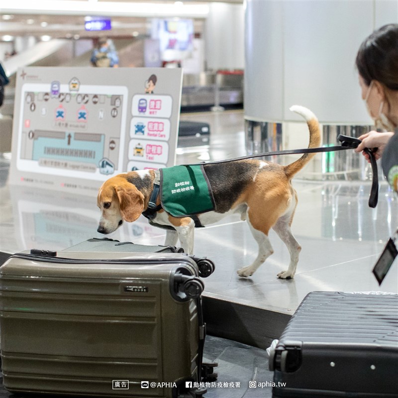 農業部動植物防疫檢疫署4日在官方臉書貼文招募領犬員。（圖取自facebook.com/aphia.tw）