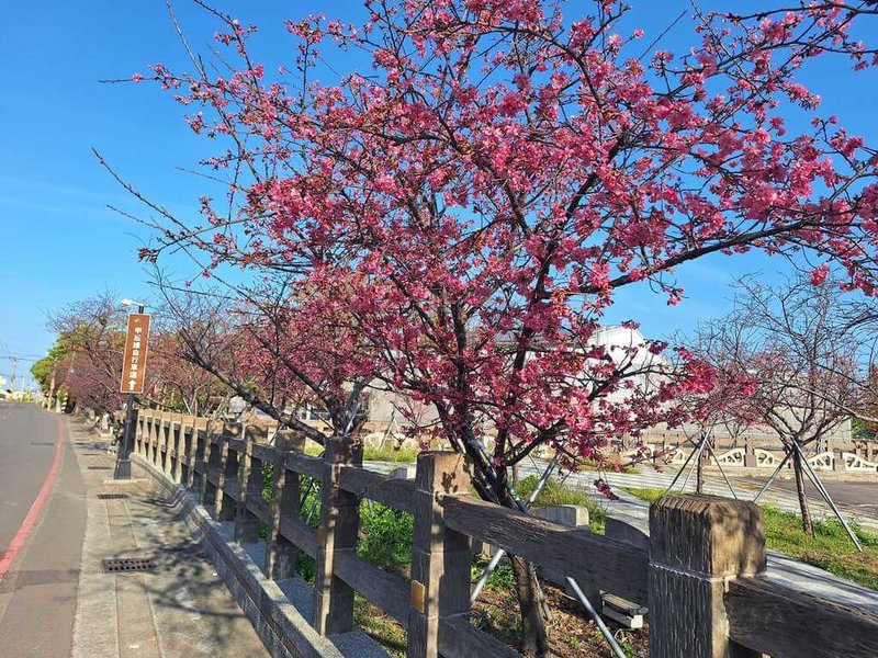台中市后里區泰安派出所外的櫻花樹目前已綻放，泰安櫻花季活動預計2月25日開跑。（大甲警分局提供）中央社記者趙麗妍傳真  113年2月15日
