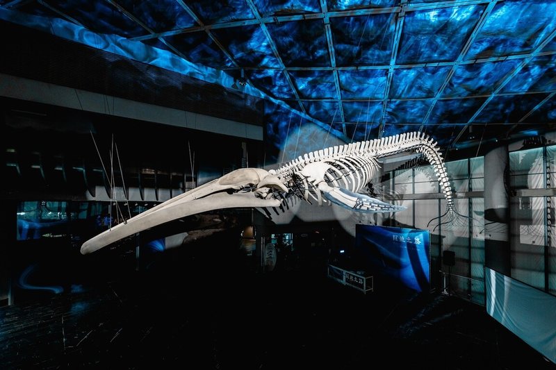 屏東海生館以全台首件藍鯨骨骼標本，策展「巨鯨之路－當藍鯨轉身後」，透過全長20公尺的藍鯨骨骼現場展示所帶來震撼感受，重現生命教育意義，讓民眾能注重海洋議題。（屏東海生館提供）中央社記者李卉婷傳真 113年2月15日