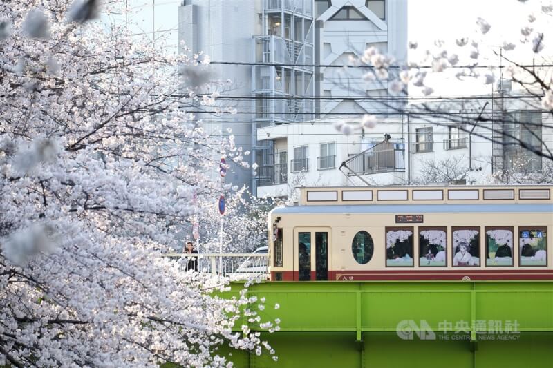 圖為2018年日本東京都電荒川線經過橫跨神田川的高戶橋，形成電車配櫻花美景。（中央社檔案照片）